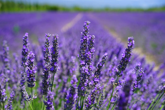 Lavender Meadows